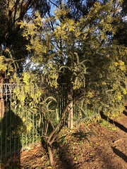 Acacia vestita