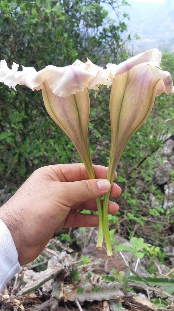 solandra-guerrerensis-botanical-realm