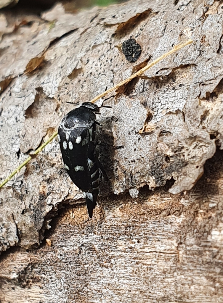 Mordella signata from Manzanillo, Col., México on July 19, 2022 at 02