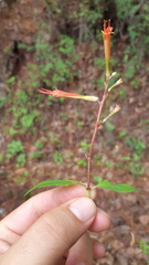 Cuphea appendiculata