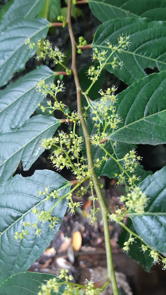 Perrottetia longistylis
