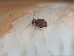 Ptenothrix marmorata