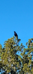 Corvus corax