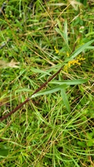 Solidago pinetorum