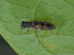 Phyllobaenus pallipennis