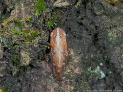 Aphrophora saratogensis