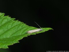 Polyhymno luteostrigella