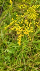 Solidago pinetorum