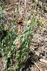 Epilobium glaberrimum