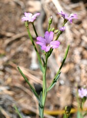 Epilobium glaberrimum