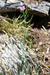 Epilobium glaberrimum