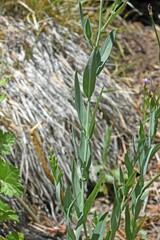 Epilobium glaberrimum