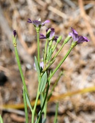 Epilobium glaberrimum