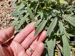 Phacelia imbricata imbricata