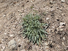 Phacelia imbricata imbricata