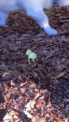 Leucocoprinus birnbaumii image