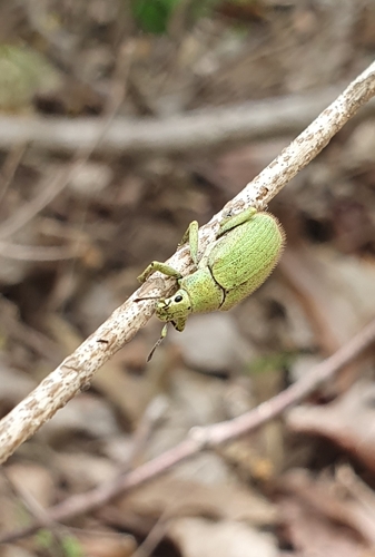 Megalostylus sturmi