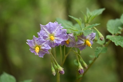 Solanum verrucosum
