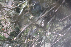 Leiothlypis virginiae