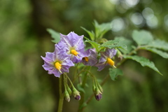 Solanum verrucosum