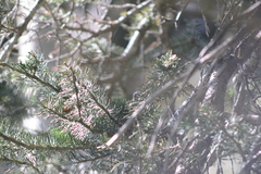 Leiothlypis virginiae