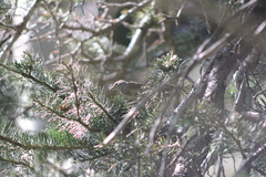 Leiothlypis virginiae