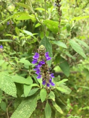 Salvia bogotensis