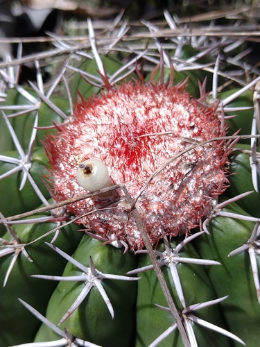 Melocactus violaceus