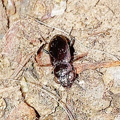 Notiophilus novemstriatus