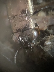 Notiophilus novemstriatus