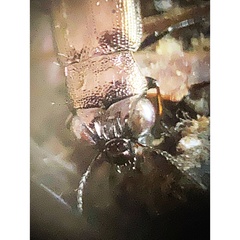 Notiophilus novemstriatus