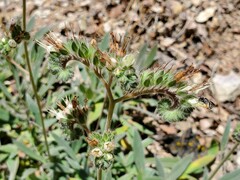Phacelia imbricata imbricata
