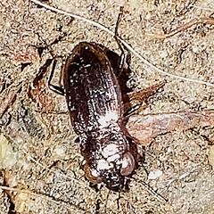 Notiophilus novemstriatus