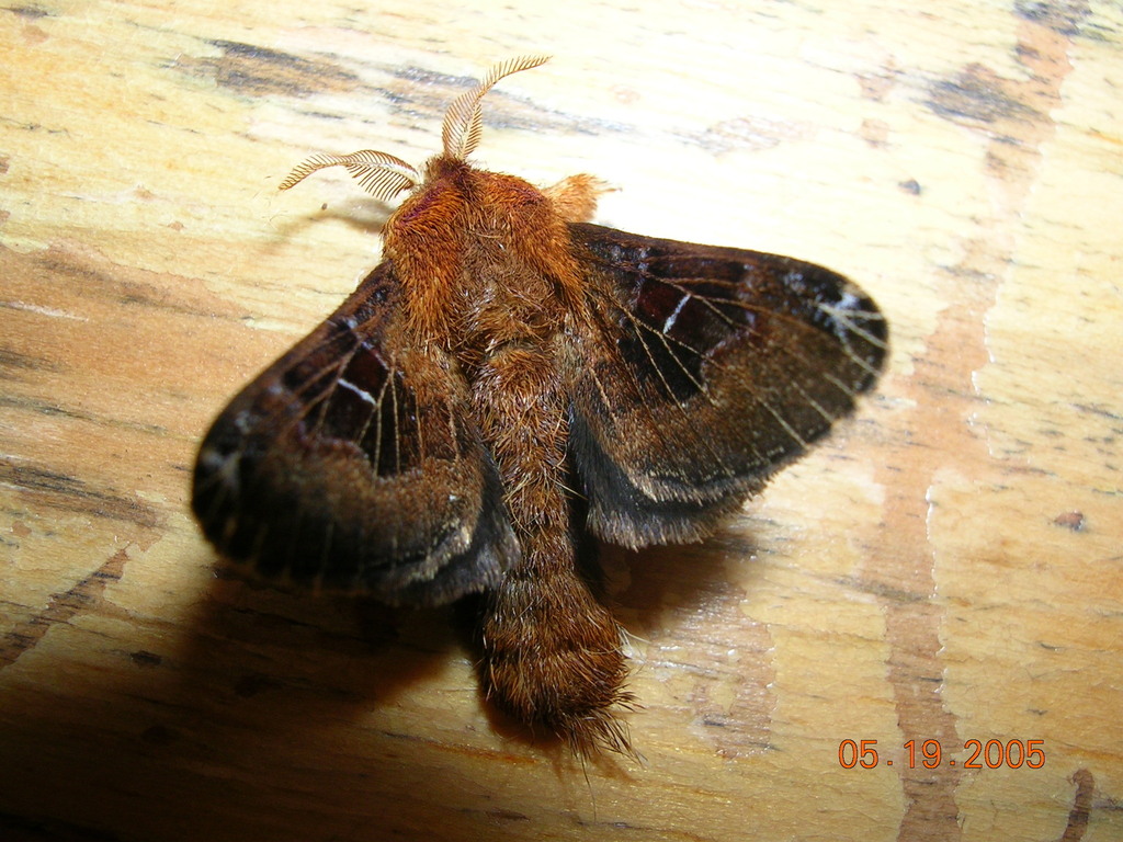 Tolype medialis