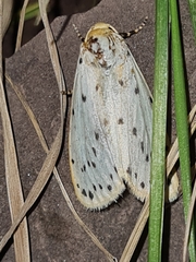 Stigmatophora micans