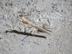 Litaneutria pacifica