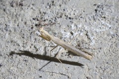 Litaneutria pacifica