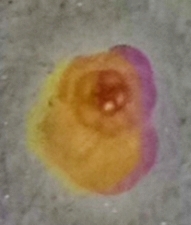 Trochammina inflata