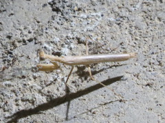 Litaneutria pacifica