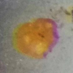 Trochammina inflata