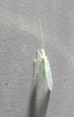 Chrysopa quadripunctata