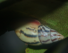 Drymaeus aequatorianus