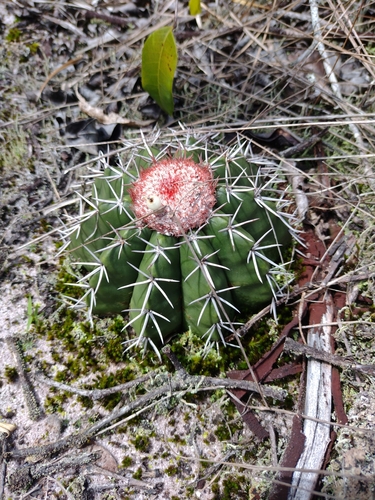 Melocactus violaceus