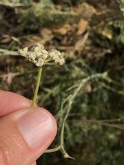 Seseli hippomarathrum