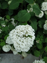 Hydrangea