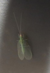 Chrysopa quadripunctata