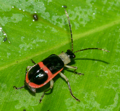Paratriarius
