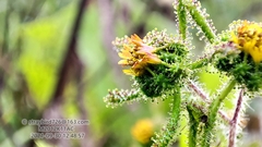 Sigesbeckia pubescens