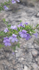 Leucophyllum laevigatum