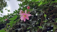 Passiflora tarminiana